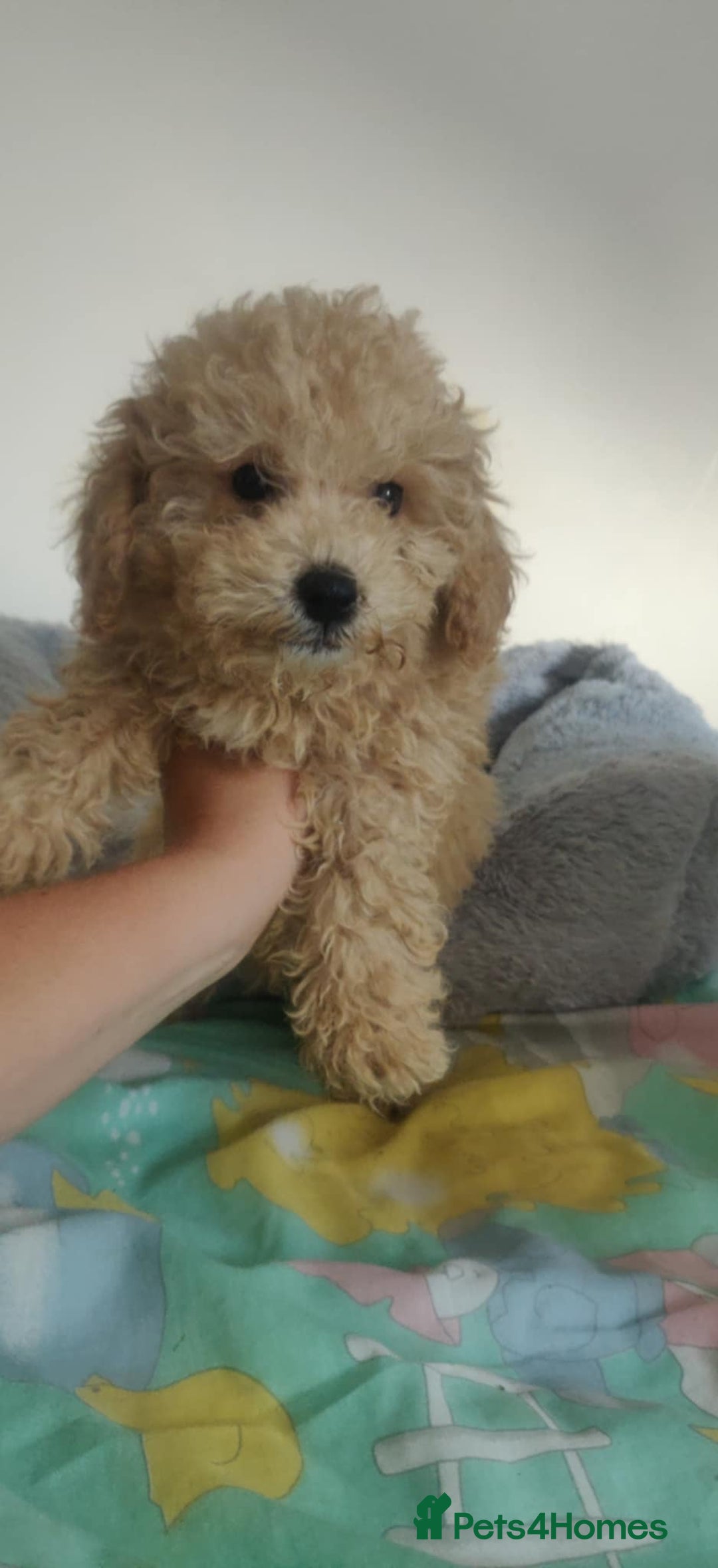 Maltipoo dogs for sale: Beautiful maltipoo puppys - Image 9