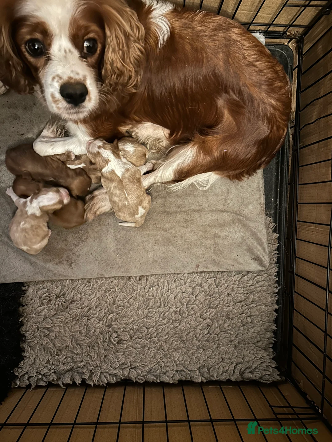 Cavalier King Charles Spaniel dogs for sale: Gorgeous Cavalier King Charles Spaniel Puppies - Advert 3