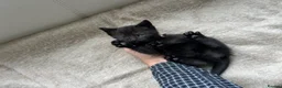 British Shorthair cats for sale: Our British Shorthair has had 5 Beautiful Kittens - Advert 18