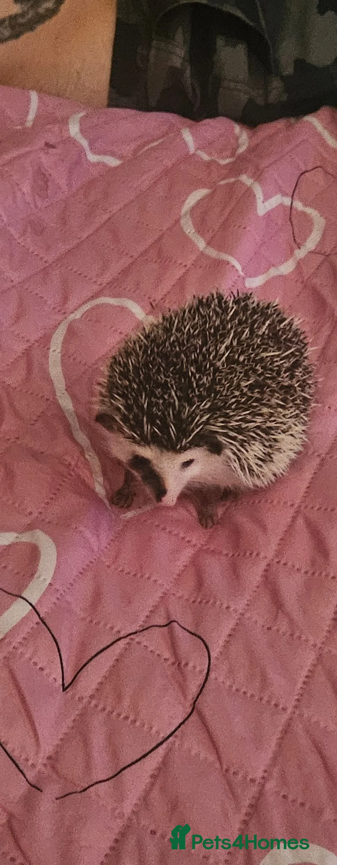 Pygmy Hedgehog rodents for sale: Pygmy hedgehog  - Advert 2