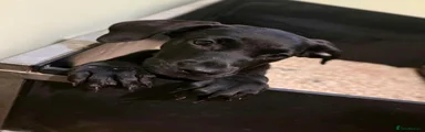 Black female 