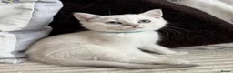 British Shorthair cats for sale: Beautiful BSH Blue Golden TICA kittens - Advert 19