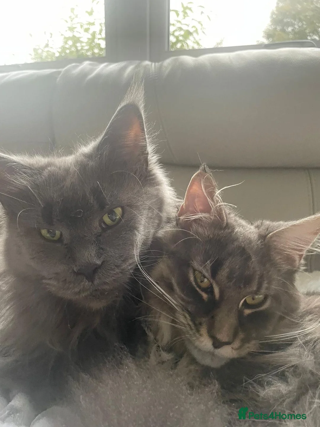 Maine Coon cats for sale: 18 Month female Mainecoon  - Advert 6