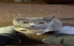 British Shorthair cats for sale: Mixed British shorthair  - Image 4