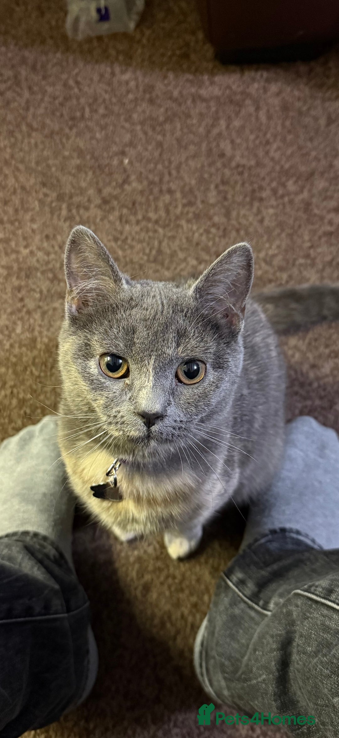 British Shorthair cats for sale: Mixed British shorthair  - Image 4