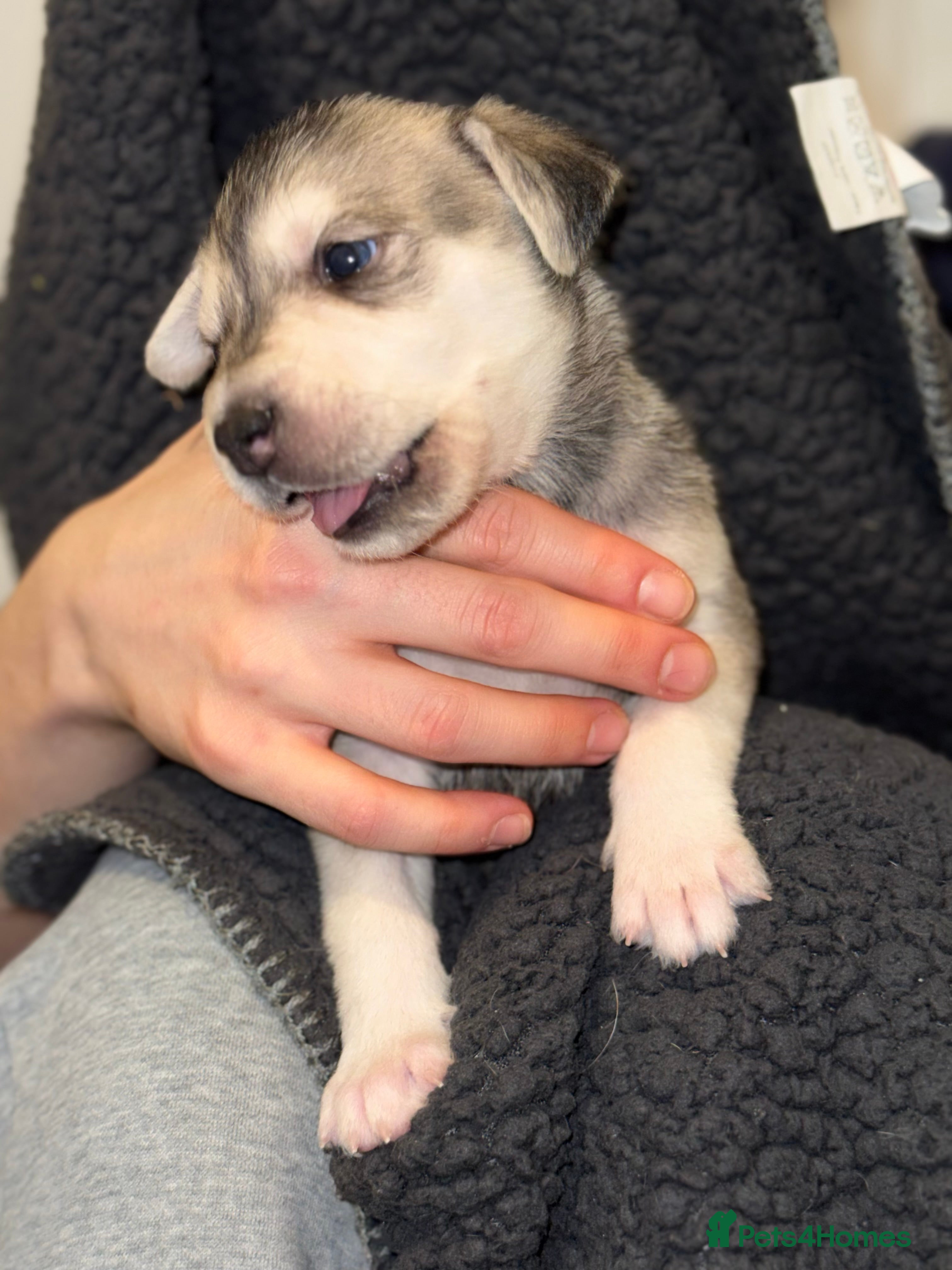 Mixed Breed dogs 3 mixed breed puppies for sale  - Advert 4