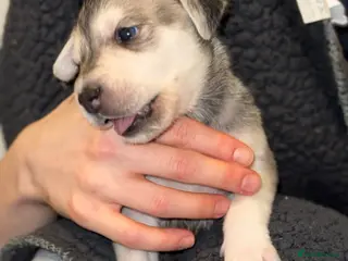 Mixed Breed dogs 3 mixed breed puppies for sale - Advert 4