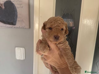 Poochon dogs - Advert 36