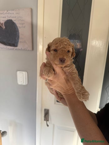 Poochon dogs - Advert 1