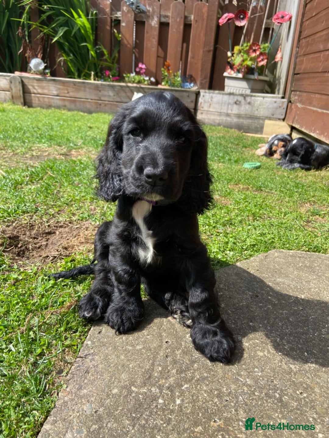 Cocker Spaniel dogs for sale: Show cocker spaniel pups  - Image 3