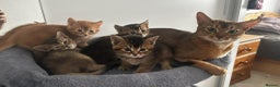 Abyssinian cats for sale: Abyssinian Cross British Blue - Advert 1