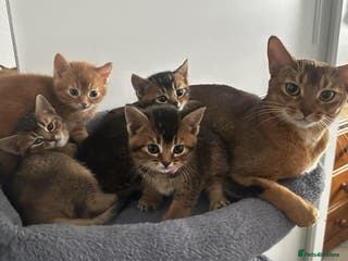 Abyssinian cats Abyssinian Cross British Blue - Advert 8