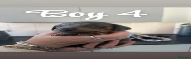 Dachshund 4