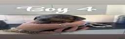 Dachshund dogs for sale: Pure breed dachshund  - Advert 5