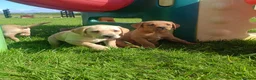 Labrador Retriever dogs for sale: Stunning KC Labrador Puppies⭐READY NOW⭐ - Advert 2