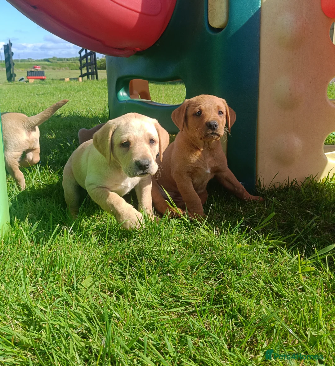 Labrador Retriever dogs for sale: Stunning KC Labrador Puppies⭐READY NOW⭐ - Advert 2