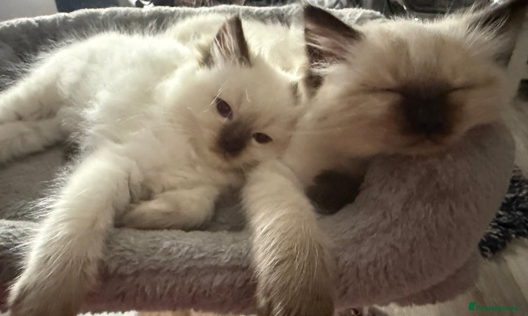 Ragdoll cats for sale: 🩵 Beautiful Ragdoll Kittens Ready at 12 Weeks! 🩵 - Image 1