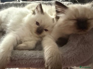 Ragdoll cats - Advert 7