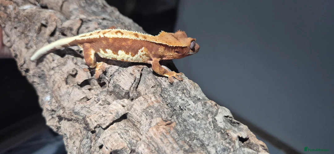 Gecko reptiles for sale: Red Base lilly white - Advert 2