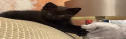 Mixed Breed cats for sale: The most amazing kitten - Advert 4