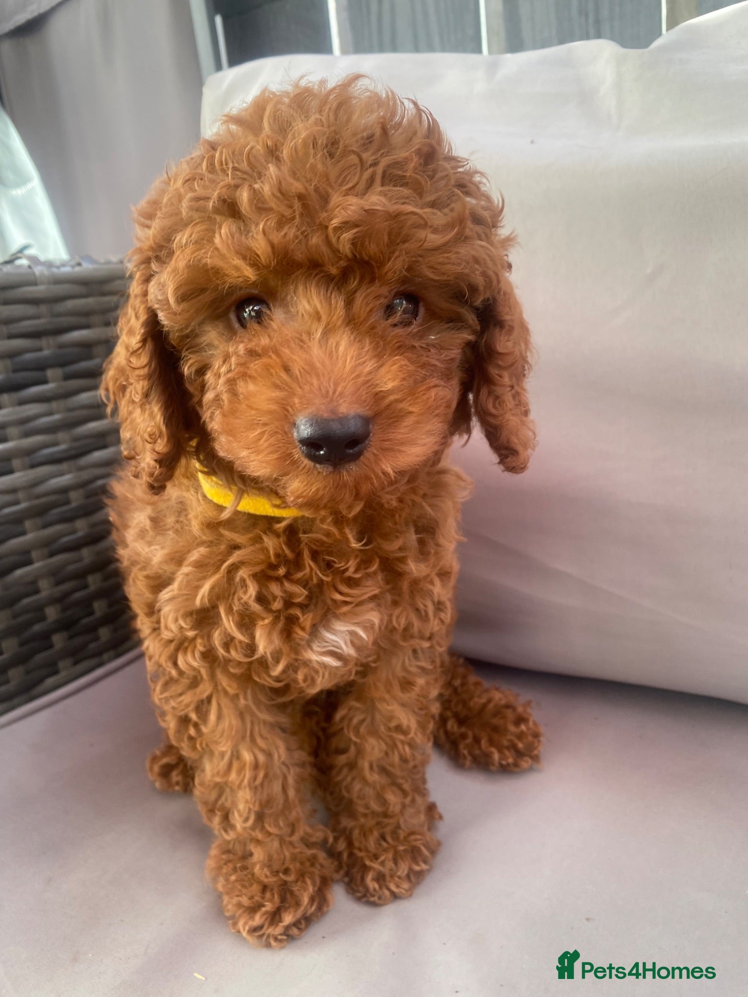Toy Poodle dogs Cavapoo male puppies ready now  - Advert 4