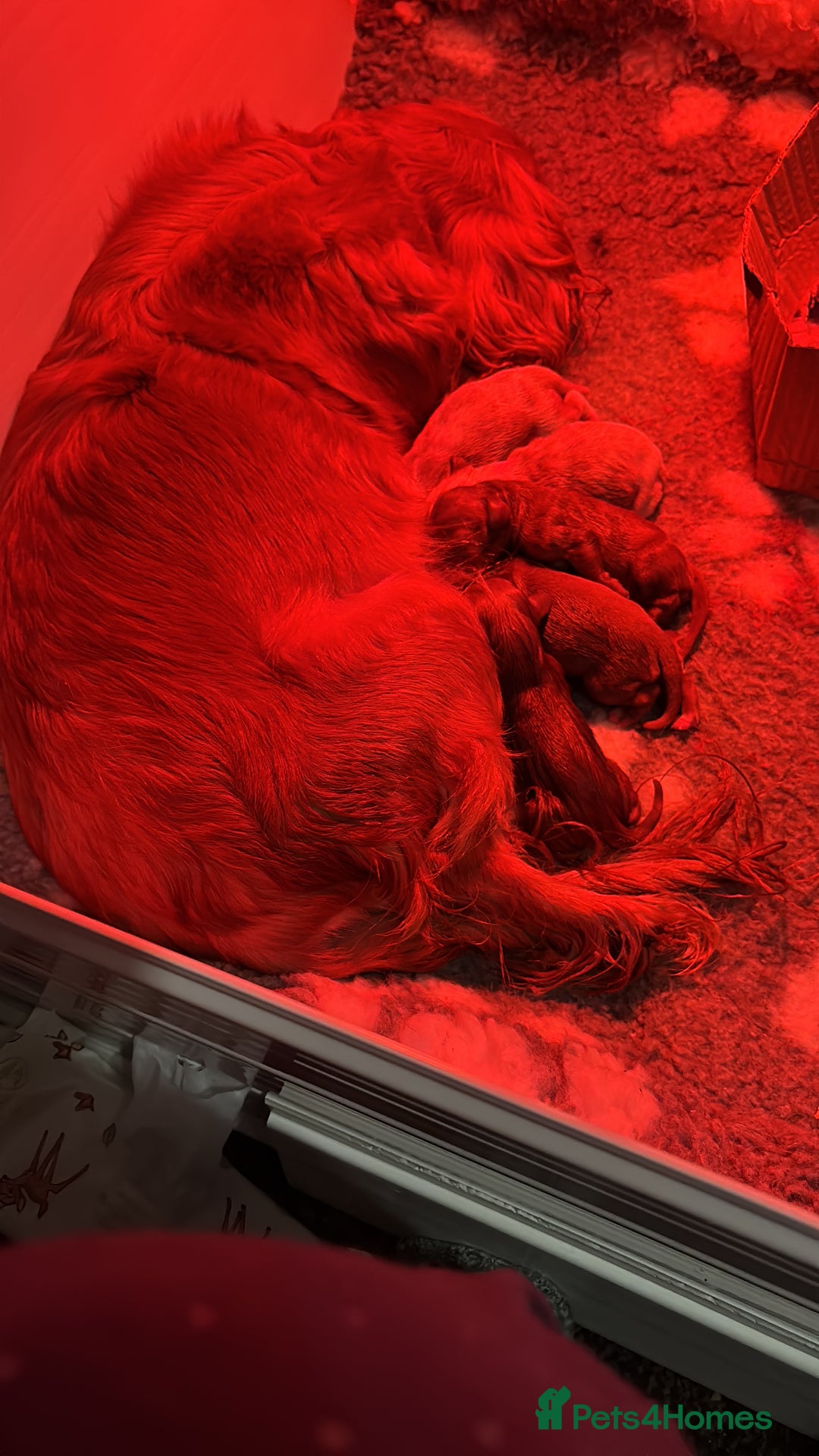 Cavalier King Charles Spaniel dogs for sale: Stunning KC Reg Cavaliers ✨ Fully Health Tested ✨ - Image 3