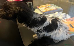 Cockapoo dogs for sale: F1b beautiful girl  - Image 20