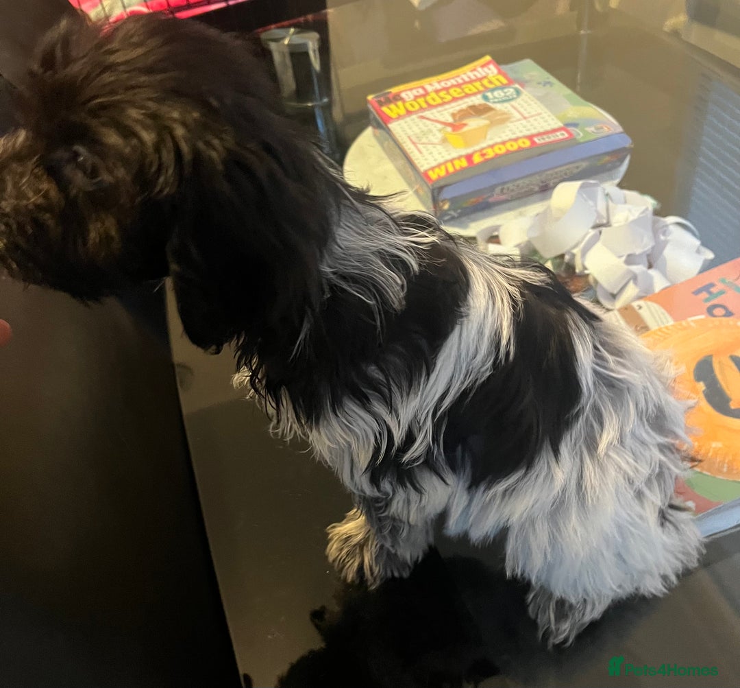 Cockapoo dogs for sale: F1b beautiful girl  - Image 20
