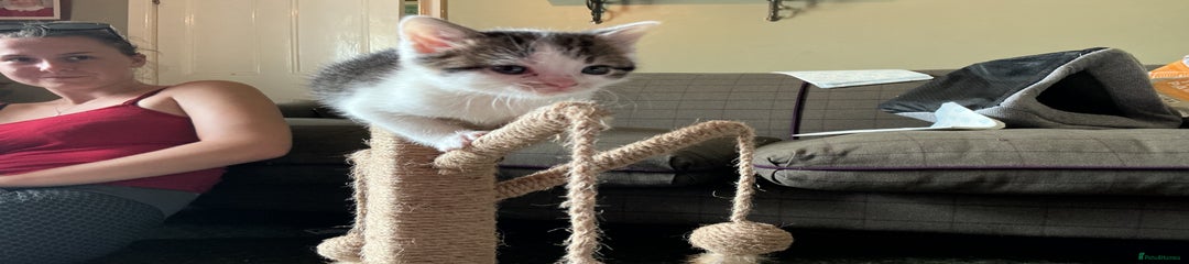 British Shorthair Kitten 1