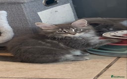 Maine Coon cats for sale: Beautiful Maine coon babies - Image 5