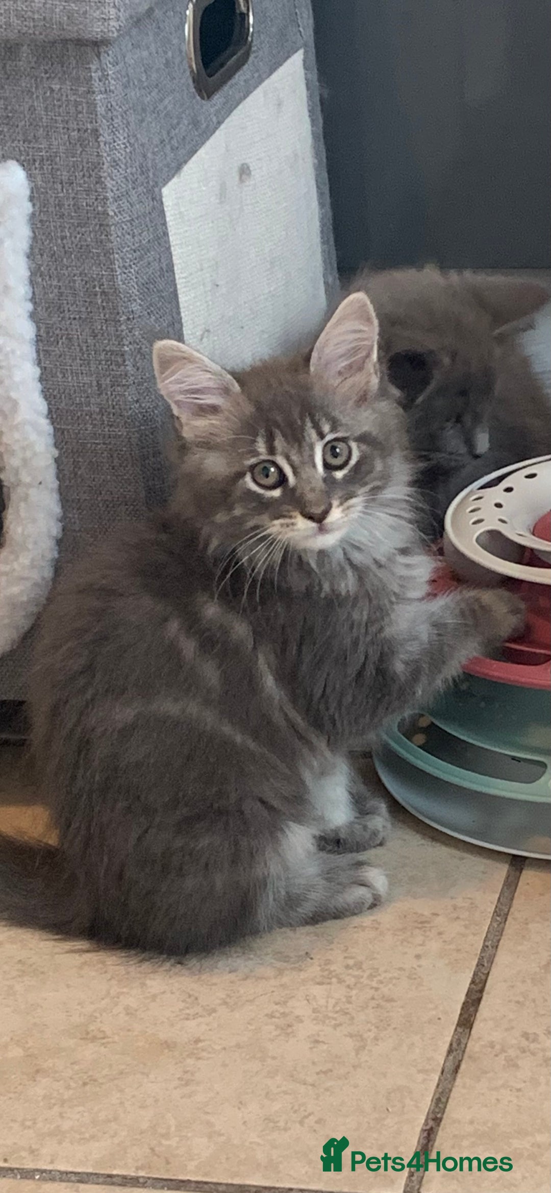 Maine Coon cats for sale: Beautiful Maine coon babies - Image 5