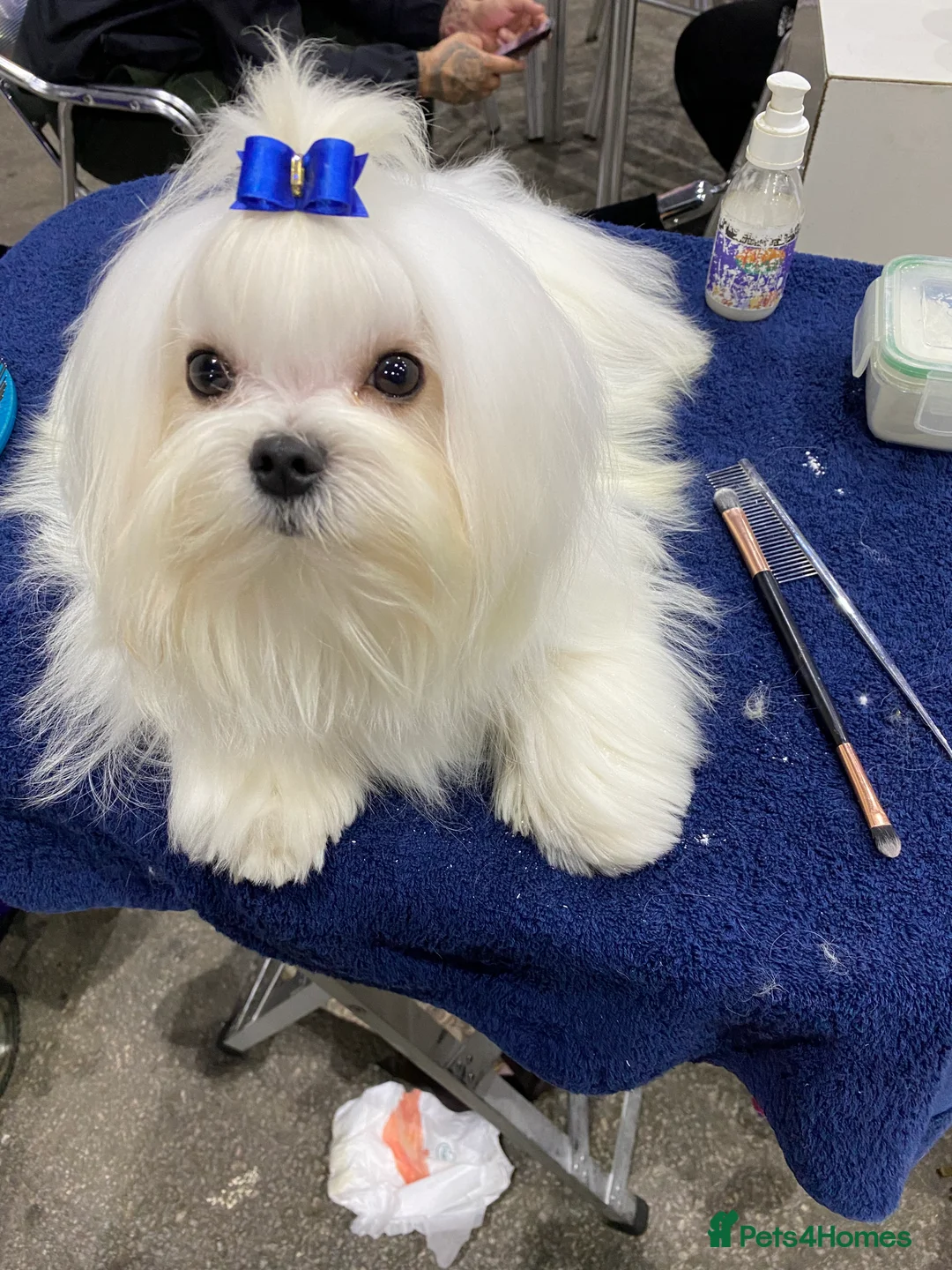 Gallery Image {{count}}