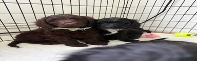 Cockapoo 2