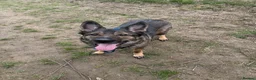 German Shepherd dogs for sale: Male German shepherd 7years - Advert 6