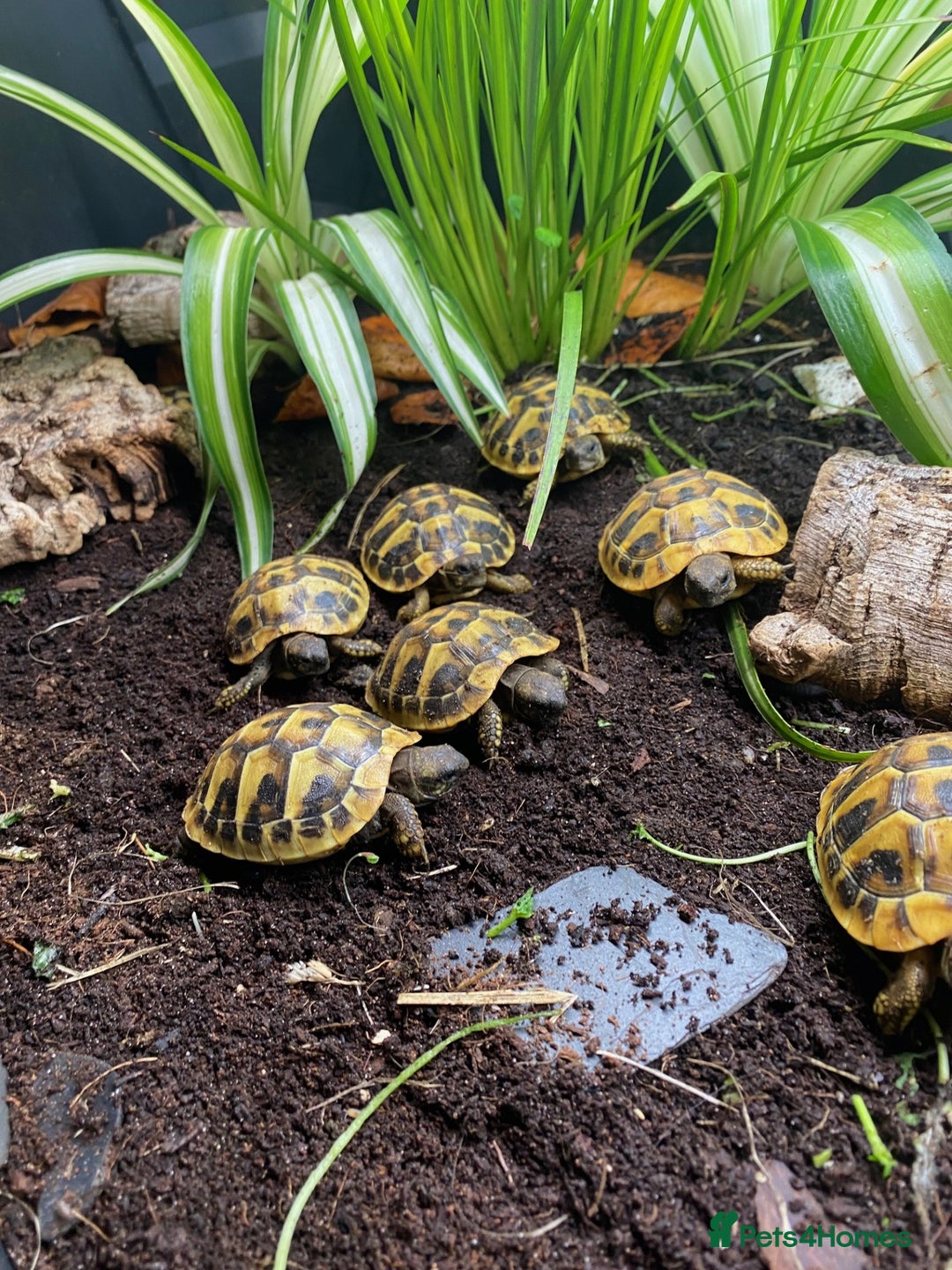 Tortoise reptiles for sale: Hermanns Tortoise Hatchling - Testudo Hermanni - Advert 6