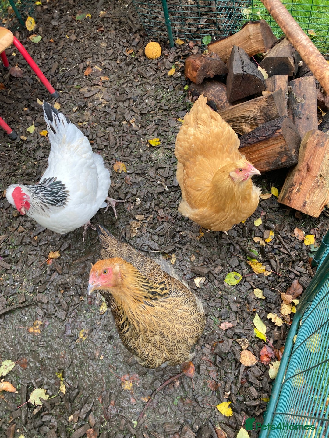 Chickens poultry for sale: 2 egg laying hybrids  - Advert 1