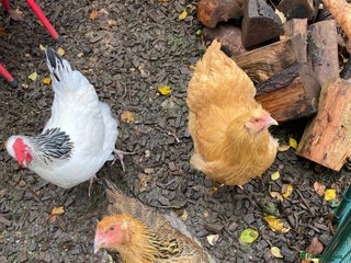 Chickens poultry 2 egg laying hybrids - Advert 2