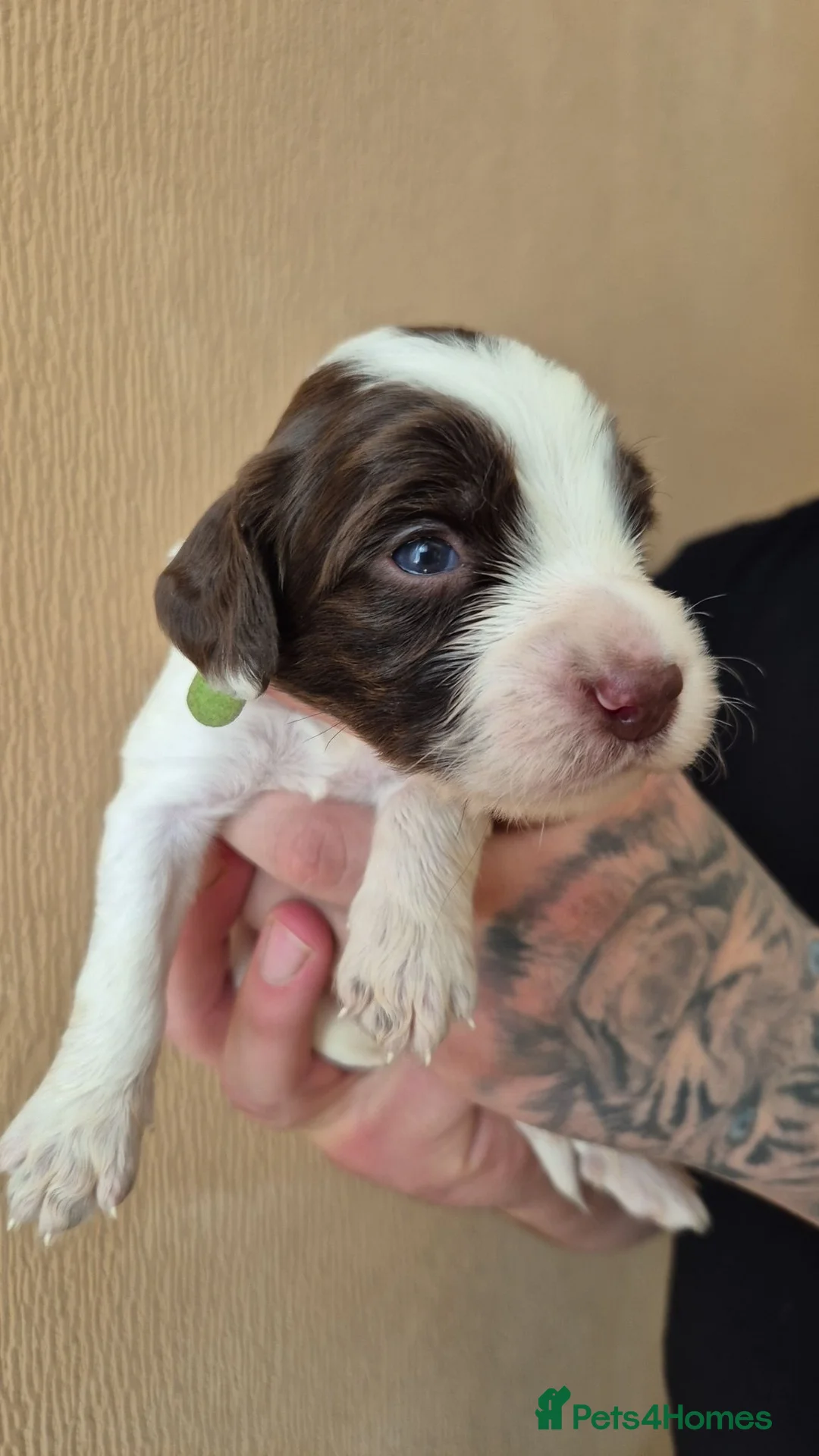 Sprocker dogs for sale: Sprock pups for sale  - Advert 2