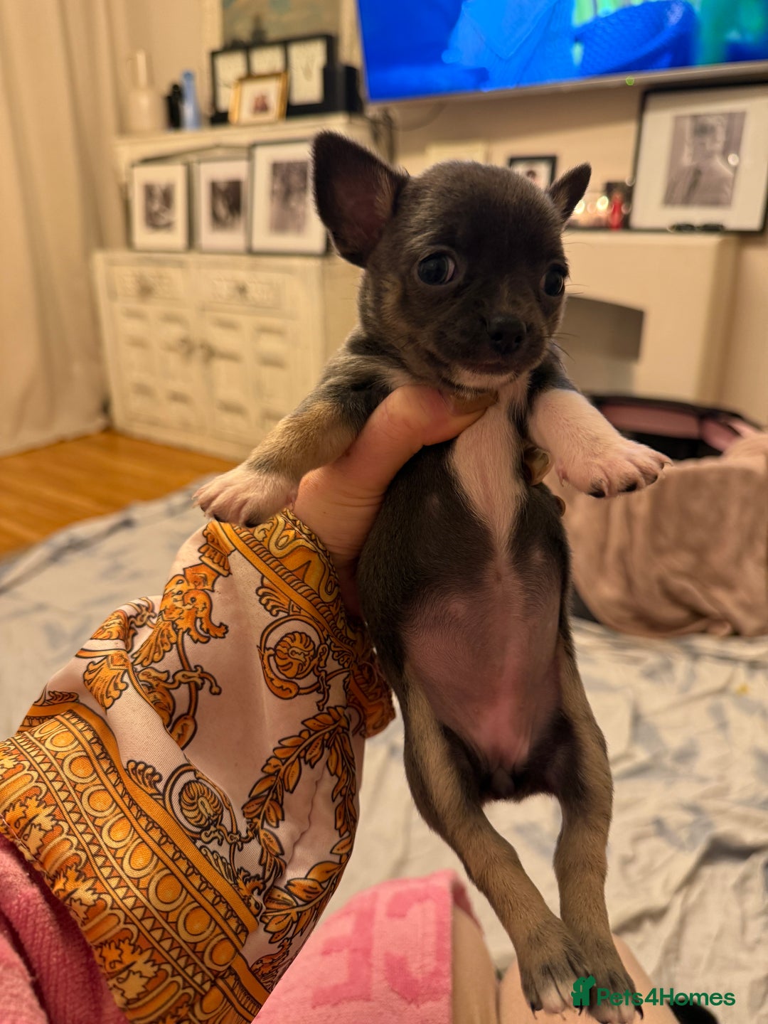 Chihuahua dogs for sale: ✨ Lilac Baby Girl with blue eyes  - Image 7