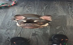 French Bulldog dogs for sale: My 5 year old Rocky - Image 6