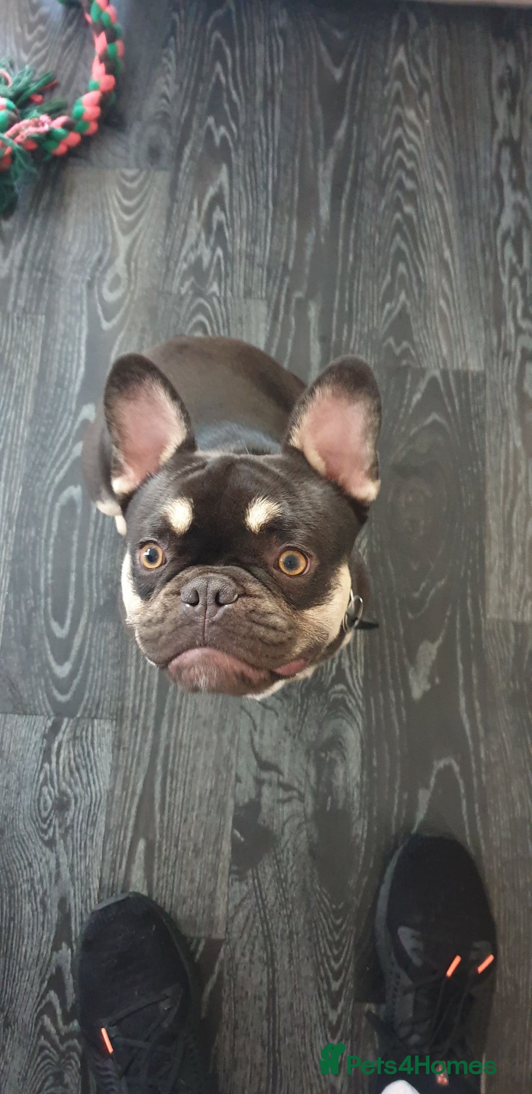 French Bulldog dogs for sale: My 5 year old Rocky - Image 6