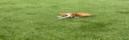 Jack Russell dogs for sale: 7 beautiful jack Russel puppies for sale - Advert 7