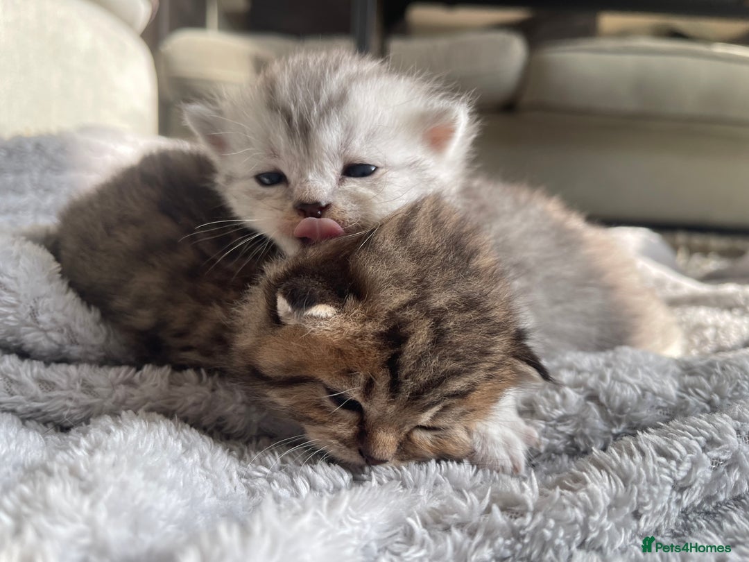 Scottish Fold cats for sale: Scottish fold kittens - Image 13