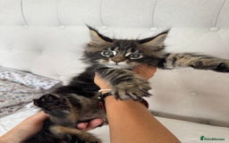 Maine Coon cats for sale: 4 big pure gorgeous Mainecoon boys  - Image 8