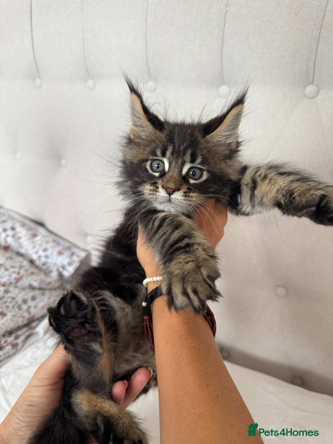 Maine Coon cats for sale: 4 big pure gorgeous Mainecoon boys  - Image 8
