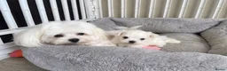 Maltese dogs for sale: Last Beautiful KC Registered Maltese Girl - Advert 14