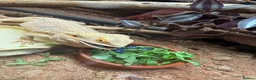 Bearded Dragon reptiles for sale: 2 yr old Breaded dragon (JayJay) in Glasgow - Advert 4