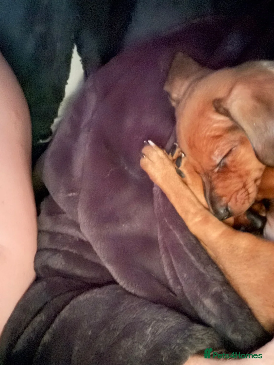 Miniature Dachshund dogs for sale: Mini Dachsund male - Advert 4