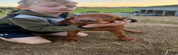 Hungarian Vizsla dogs for sale: 🐶Adorable KC Hungarian Vizsla Puppies 💗🩵 - Advert 1
