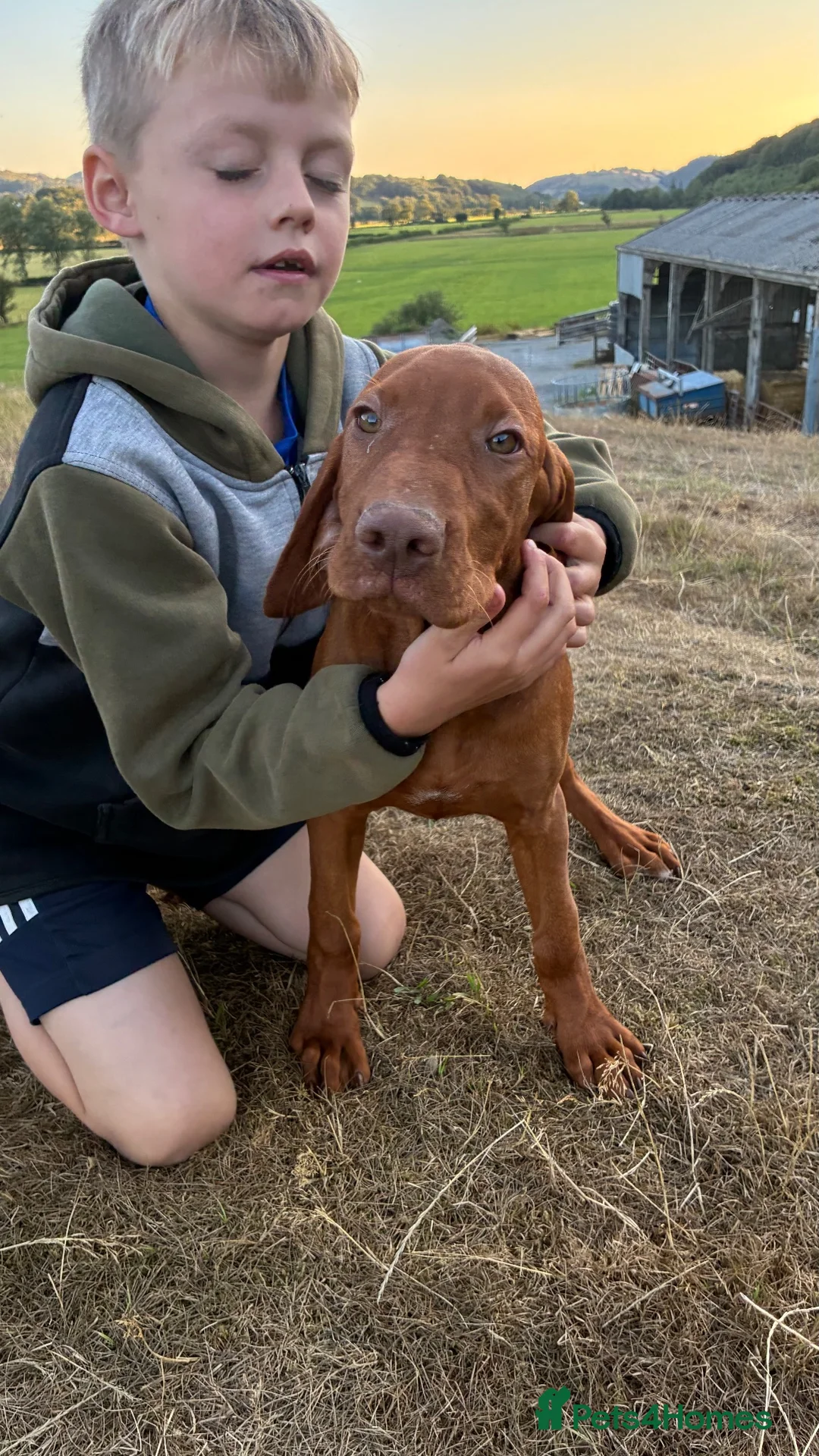 Hungarian Vizsla dogs for sale: 🐶Adorable KC Hungarian Vizsla Puppies 💗🩵 - Advert 1